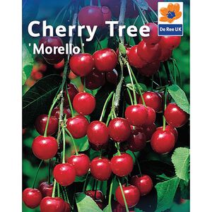 Morello Sour Cherry Tree