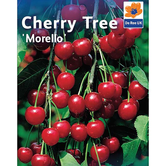 Morello Sour Cherry Tree