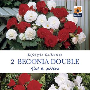 Begonia Double Red & White Flower Bulbs - 2 Pack