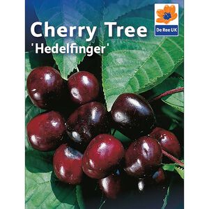 Hedelfinger Sweet Cherry Tree