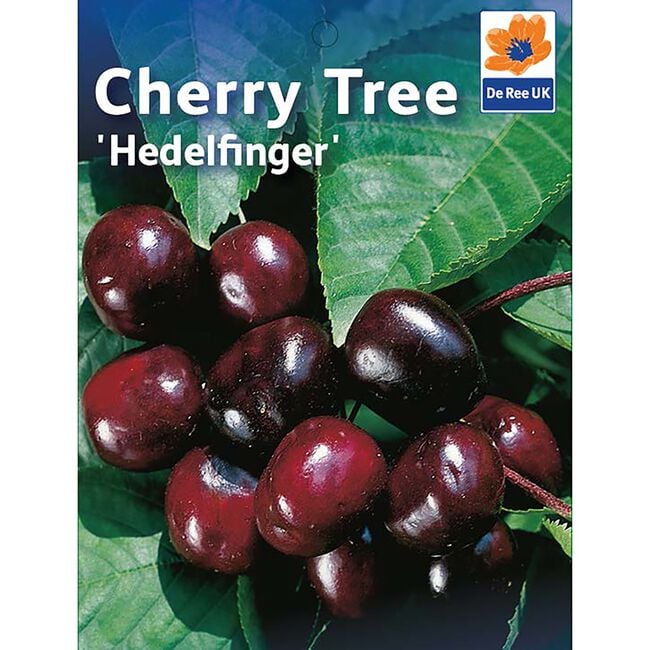 Hedelfinger Sweet Cherry Tree