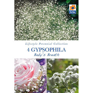 Gypsophila Baby's Breath 