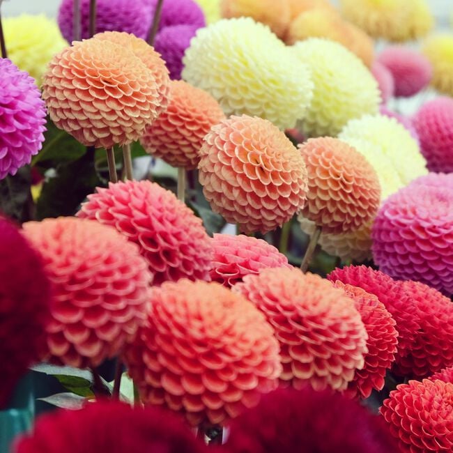 Dahlia Pompon Mixed Flower Bulbs - 3 Pack