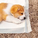 Puppy Training Pads 20 Packs