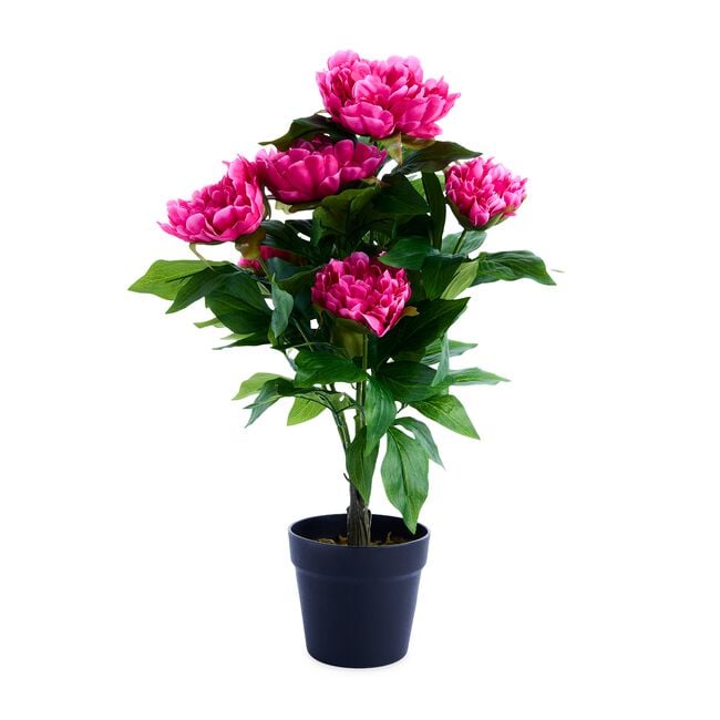 60cm Pink Peony Plant