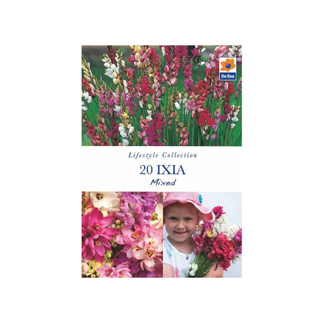 Ixia Mixed Flower Bulbs - 20 Pack