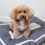 Linen Pet Cushion Medium Blue