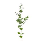 Eucalyptus Spray Green 88cm
