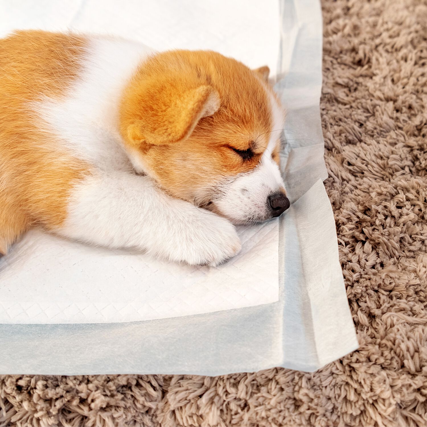 Morrisons puppy training pads sale
