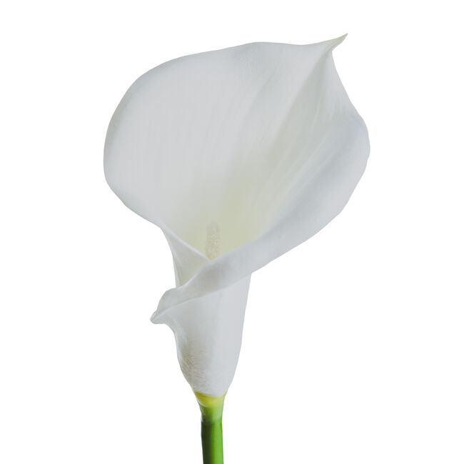 Calla Lily Single Spray White 78cm