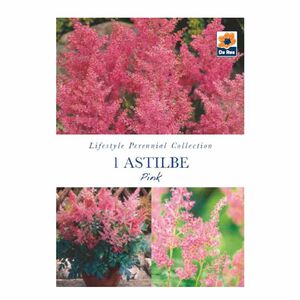 Astilbe Pink