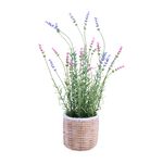 42CM Lavender In Pot