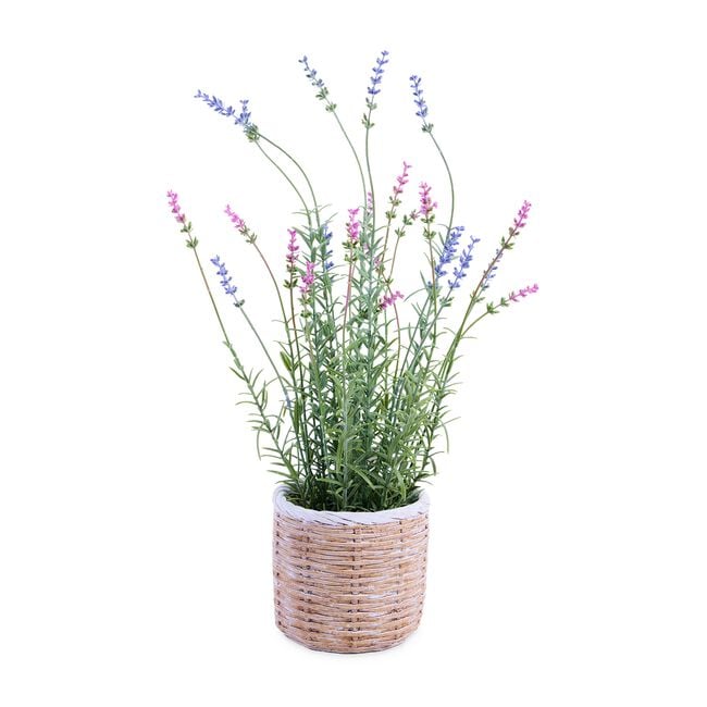 42CM Lavender In Pot
