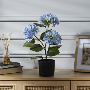 55CM BLUE Hydrangea In Pot 