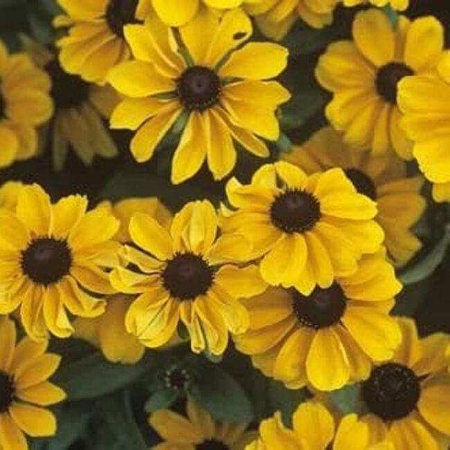Rudbeckia Black Eyed Susan Flower Bulb