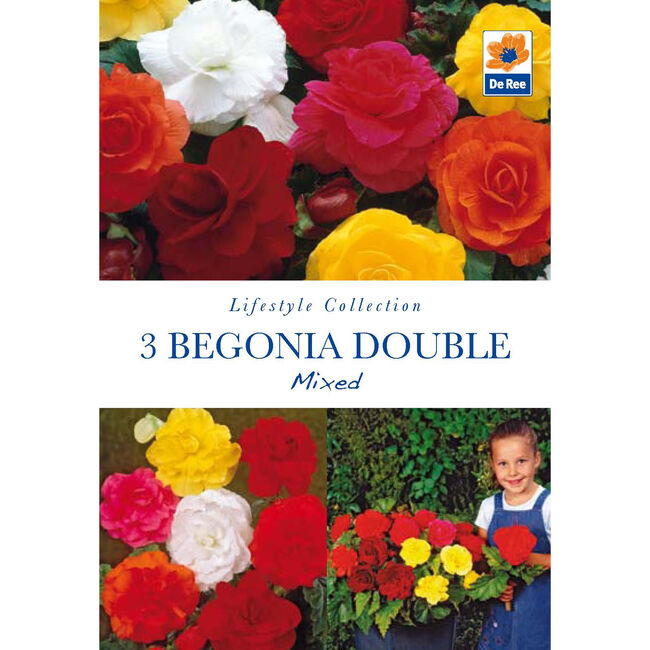Begonia Double Mixed Flower Bulbs - 3 Pack 