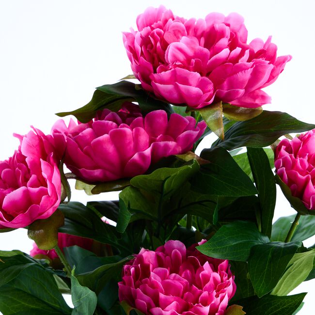 60cm Pink Peony Plant