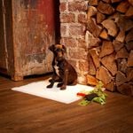 Premium Puppy Pads - 50 Pack
