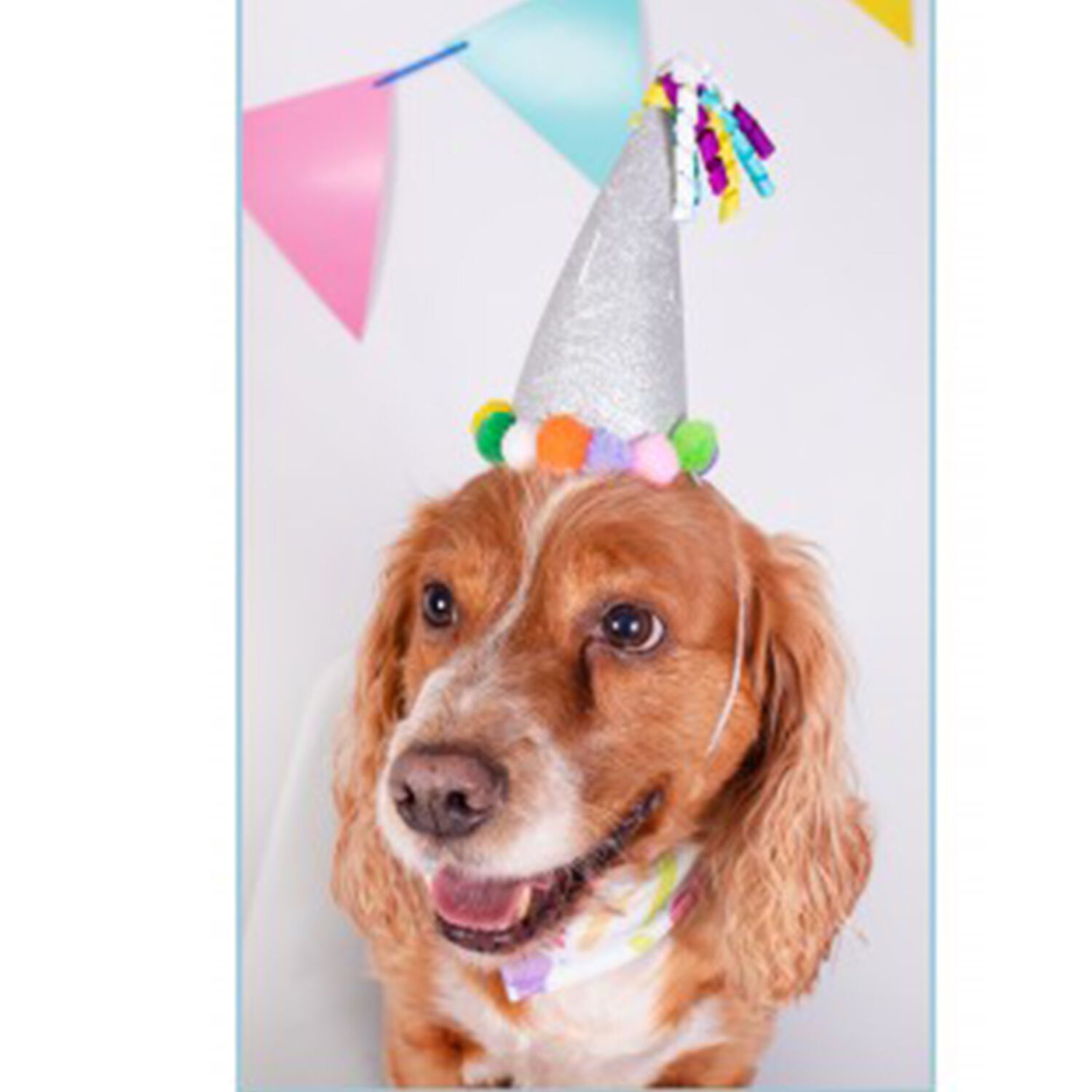 Happy birthday dog hat hotsell