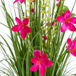 Bloomvibe Blush Blossom Floral Bouquet