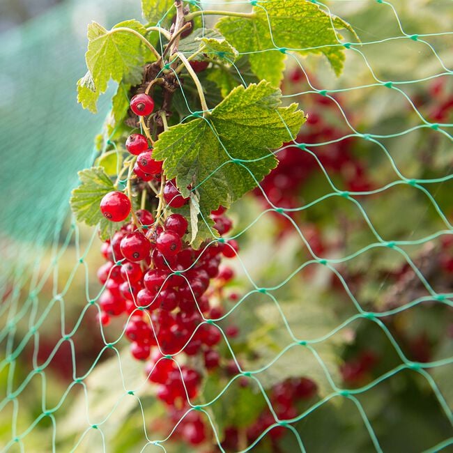 6 x 4m Garden Netting