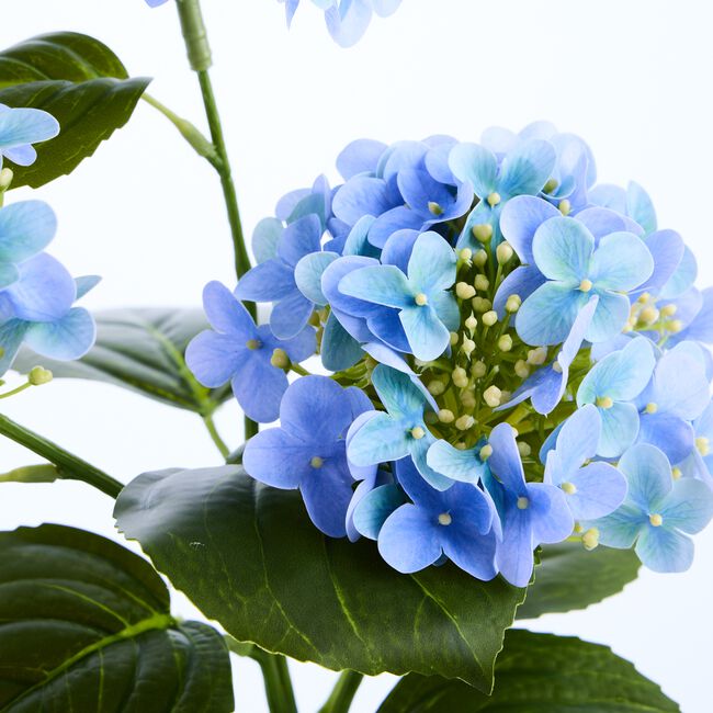 55CM BLUE Hydrangea In Pot 