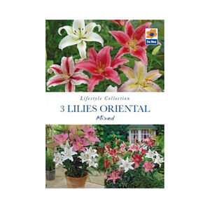 Mixed Oriental Lilies Flower Bulbs - 3 Pack