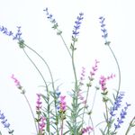 42CM Lavender In Pot