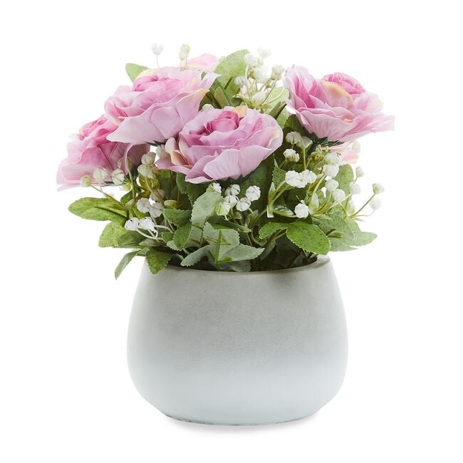 Fuschia Rose Bunch In Pot