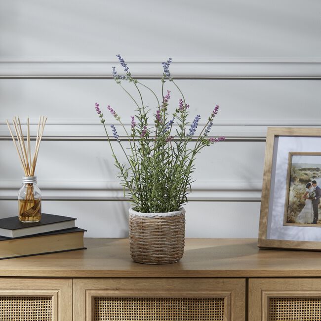 42CM Lavender In Pot