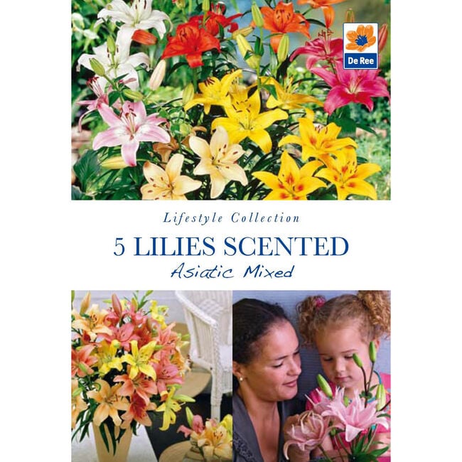 Lilies Scented Asiatic Mixed Flower Bulbs - 5 Pack