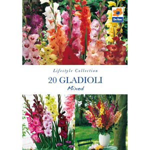 Gladioli Mixed Flower Bulbs - 20 Pack
