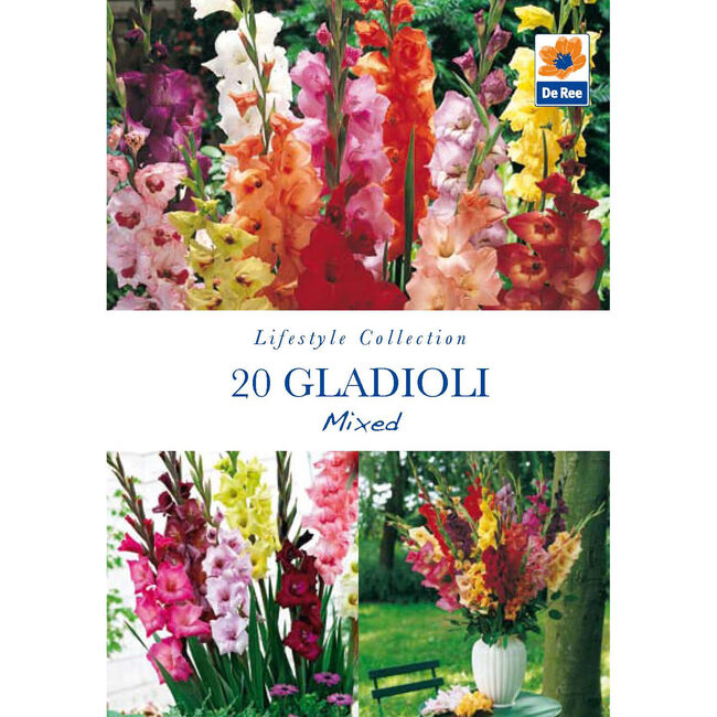 Gladioli Mixed Flower Bulbs - 20 Pack