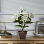 55CM WHITE Hydrangea In Pot 