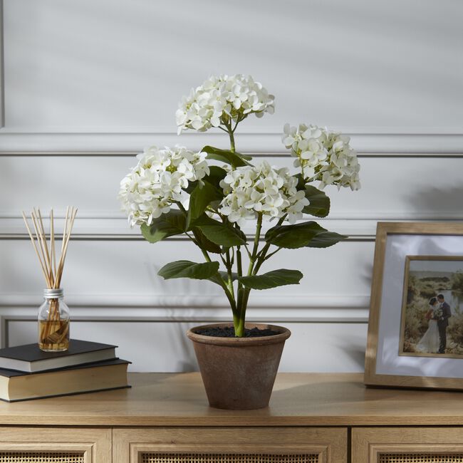 55CM WHITE Hydrangea In Pot 