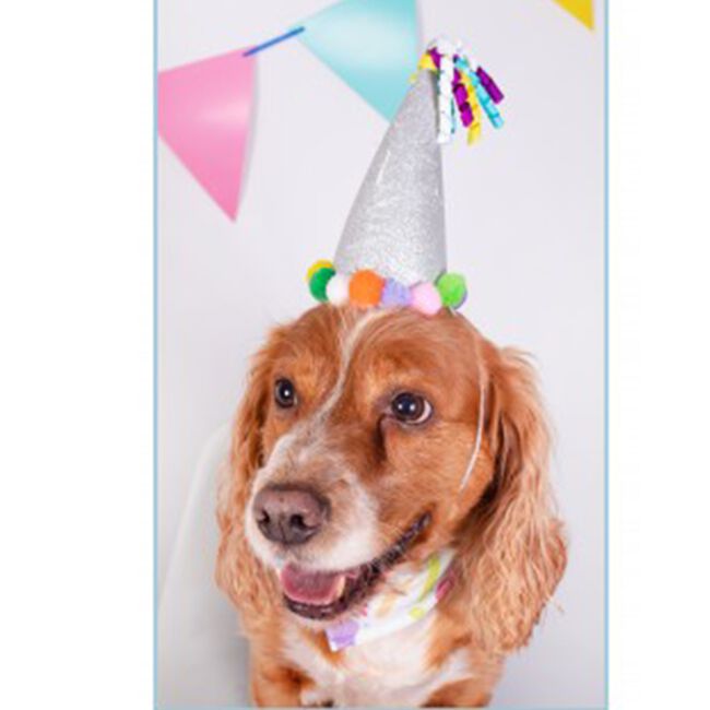 Birthday Bandana & Party Hat for Dogs