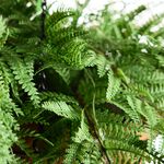 Fern Solar Hanging Basket Garden Light