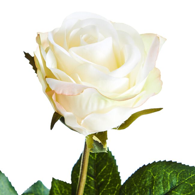 SINGLE ROSE BUD Cream