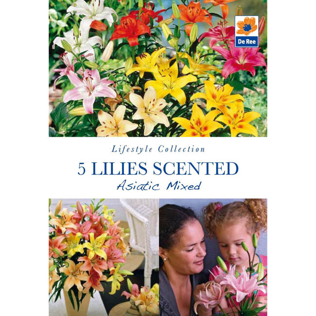 Lilies Scented Asiatic Mixed Flower Bulbs