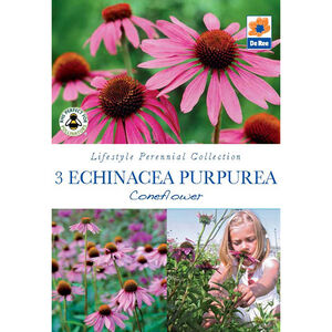 Echinacea Purperea Coneflower 