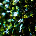 35 LED Novelty Solar String Lights