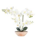 75cm Orchid Flower