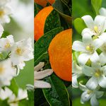 Yankee Candle® Essential Oil Midnight Jasmine