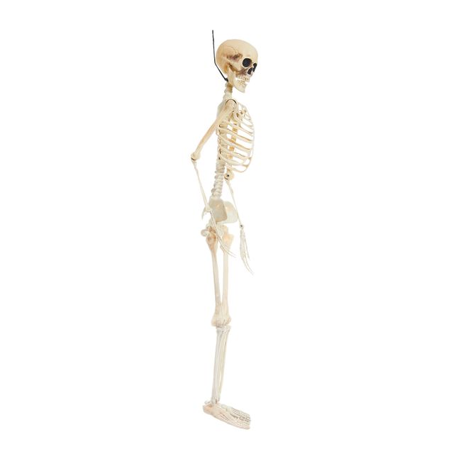 Hanging Realistic Skeleton 90cm