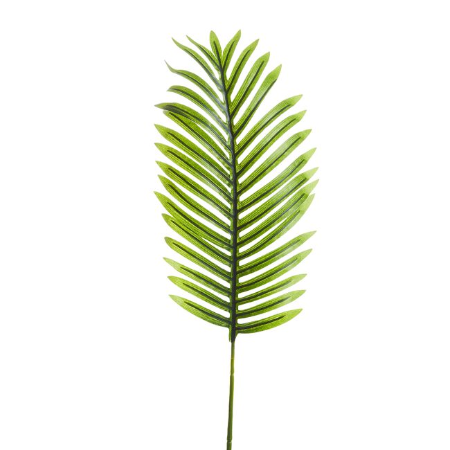 Areca Dark Green Palm Leaf