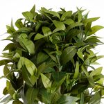 Double Laurel Topiary Tree 1.2m