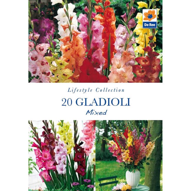 Gladioli Mixed Flower Bulbs 