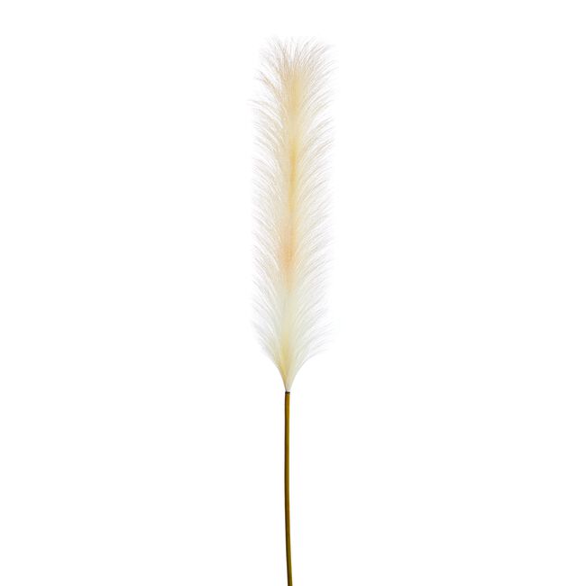 Pampas Single Stem Natural 96cm