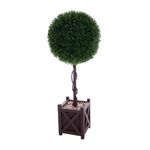 72cm Buxus In Square Pot