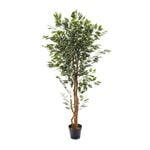 1.5M Artificial Variegated Ficus Tree